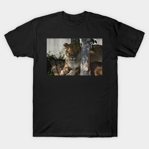 Lioness T-Shirt by MarieDarcy